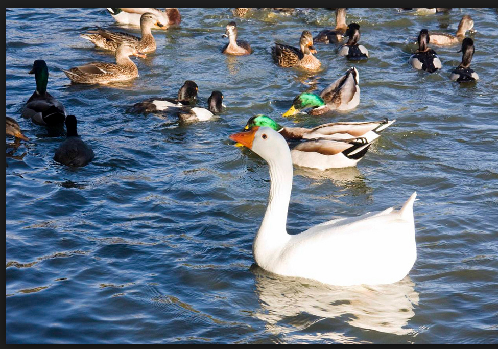 geese and ducks at Los Encinos State Historic Park pond